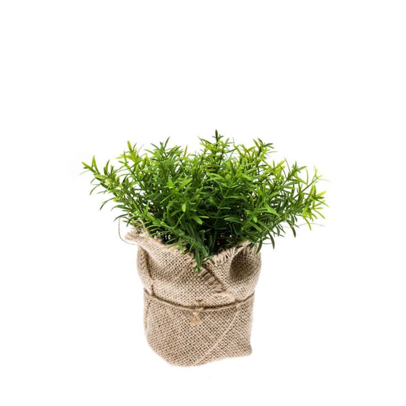 Thyme bush in jute pot 16cm