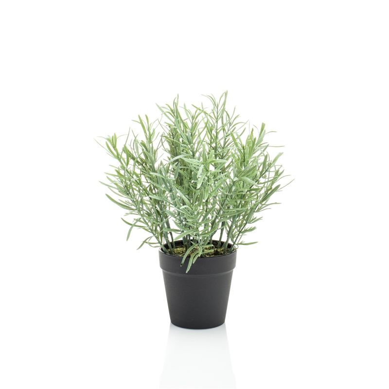 Rosemary in pot 25cm