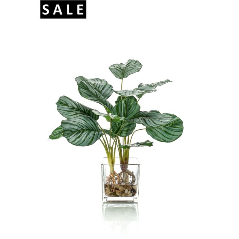 Calathea x15 45cm in glass pot 12cm