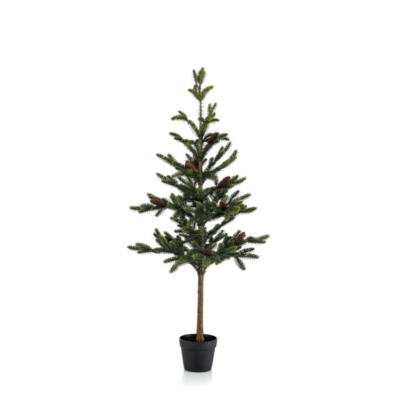 Pine w cones in pot 120cm