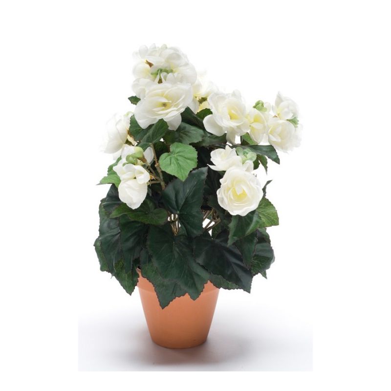 Begonia bush cream 30cm in tc pot
