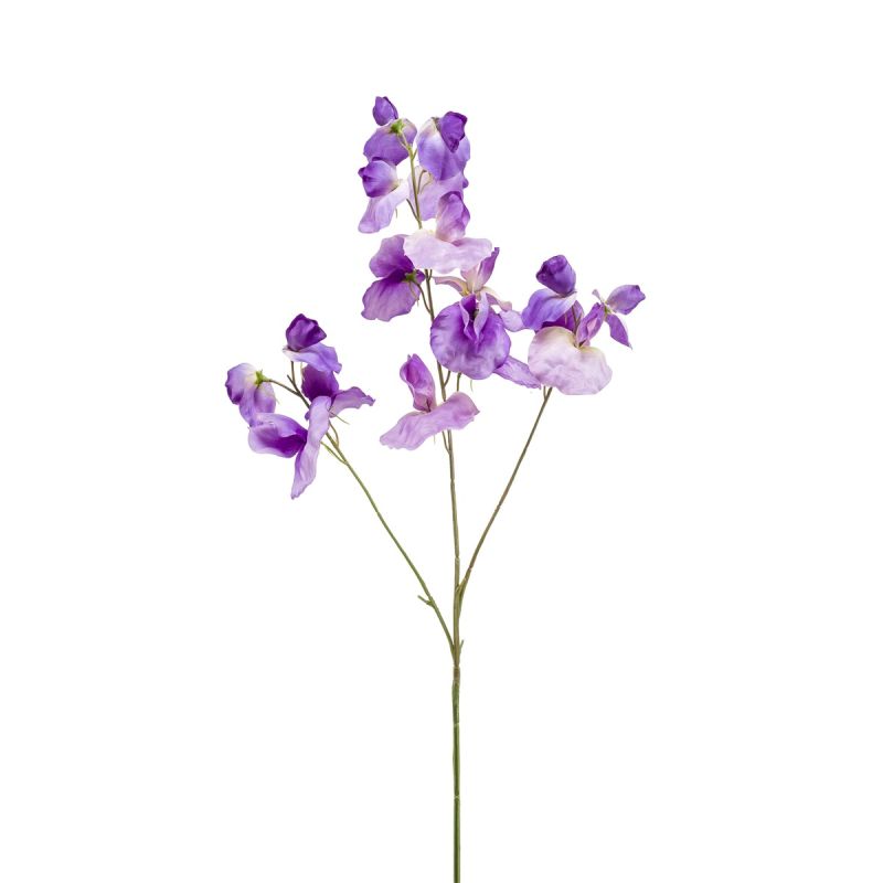 Lathyrus spray purple 75cm
