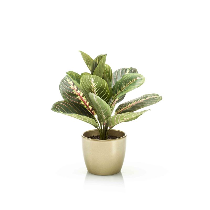 Maranta bush green 30cm in pearlgold pot