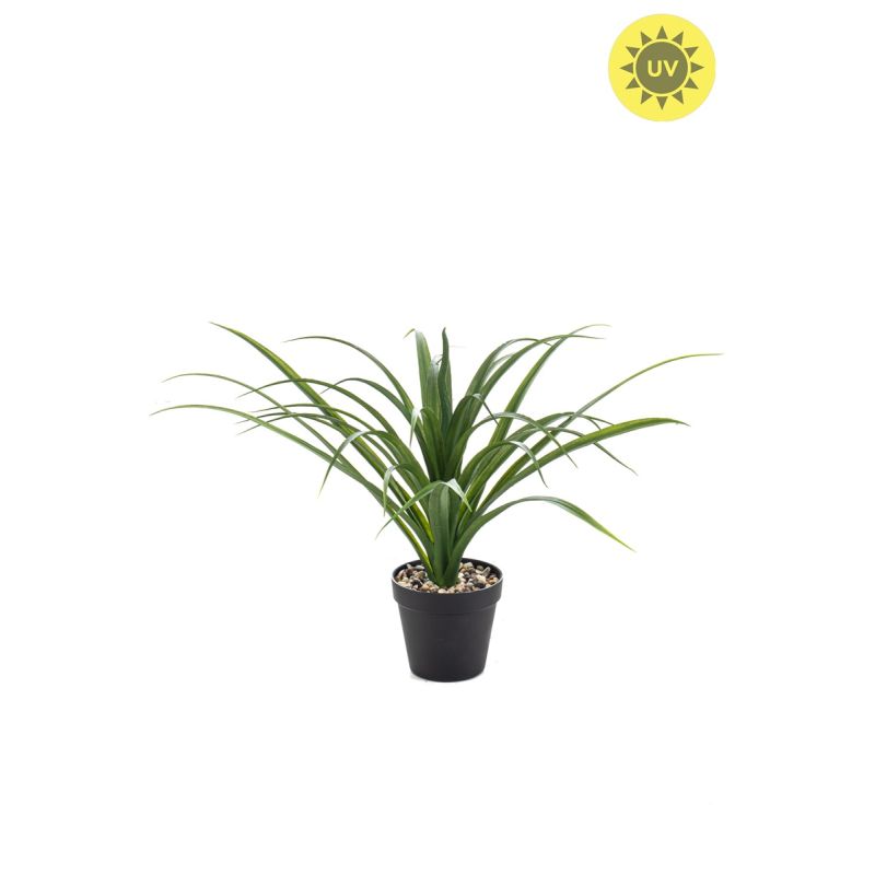 Yucca UV in pot 35cm