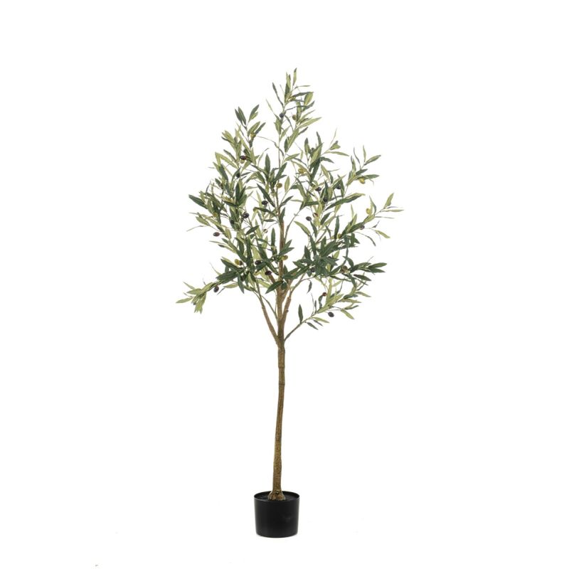 Olive tree 150cm (knock down packing)