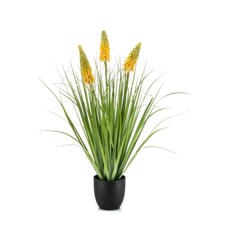 Kniphofia yellow in pot 90cm