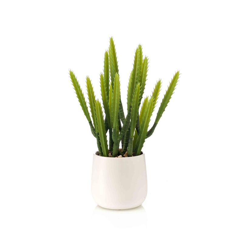 Euphorbia in white pot 28cm