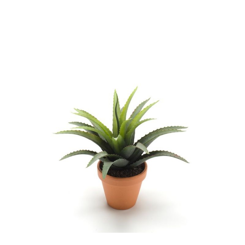 Agave bush green/red 26cm in tc pot