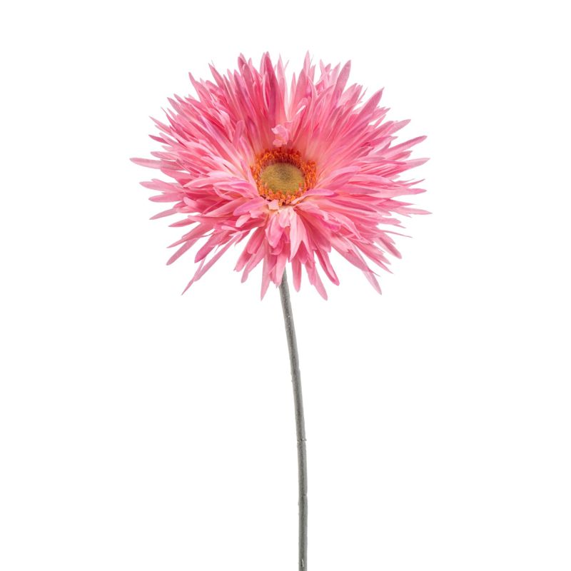 Gerbera spider spray pink 70cm