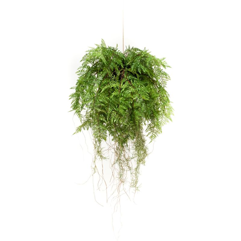 Fern w roots hanging deko d55cm