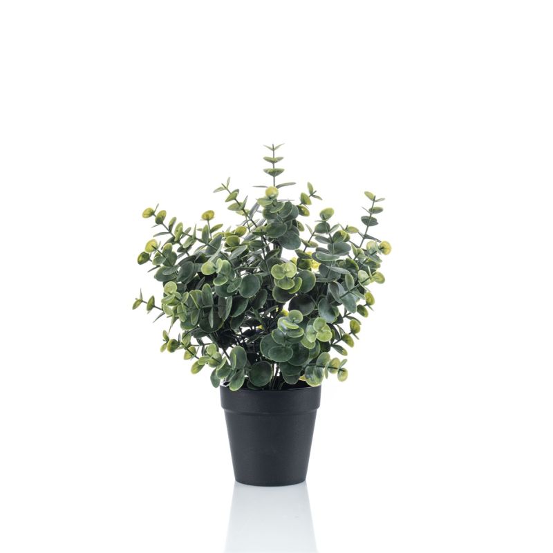 Eucalyptus bush green/grey 30cm in black pot