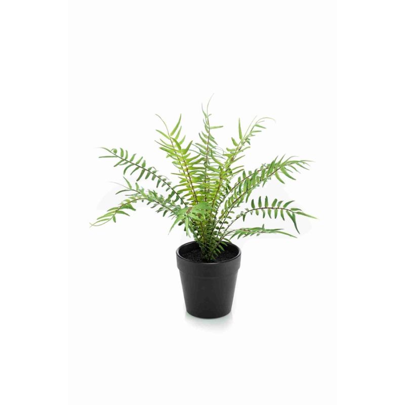 Fern blechnum 30cm in black pot