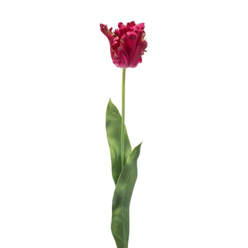 Tulip parrot spray beauty 68cm