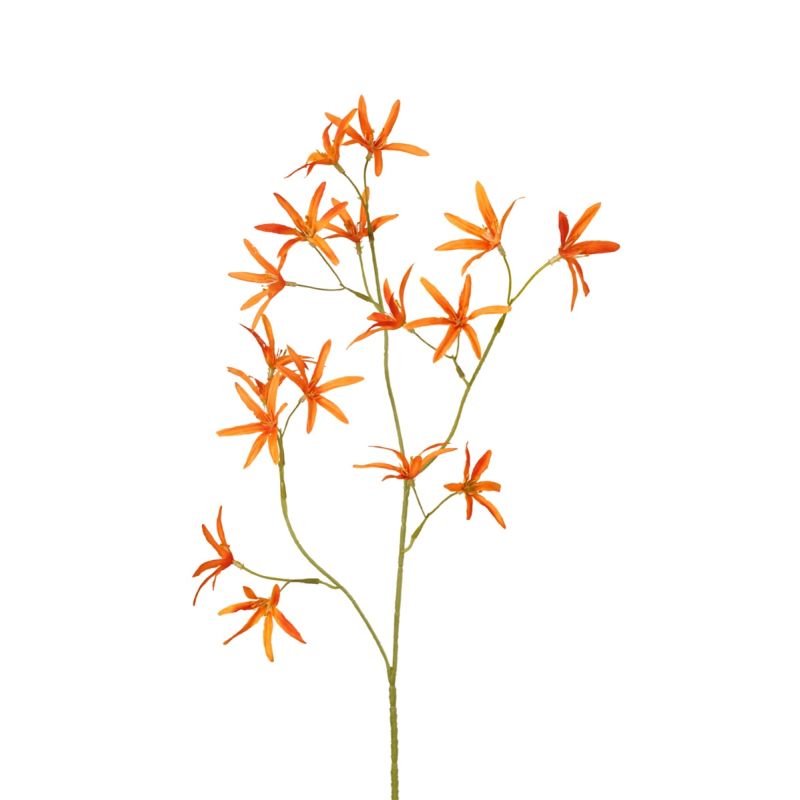 Tweedia spray orange 70cm