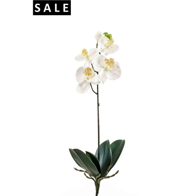 Phalaenopsis bush medium 40cm white