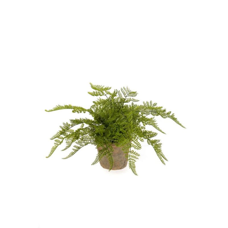 Fern forest bush 35cm in tc pot aged