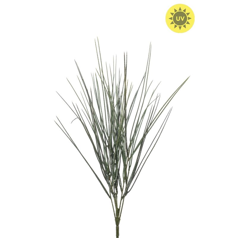 Cytisus bush UV 52cm