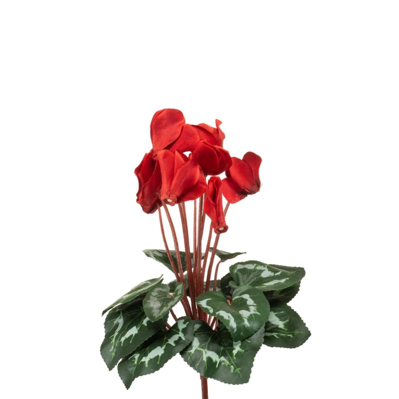 Cyclamen bush red 30cm