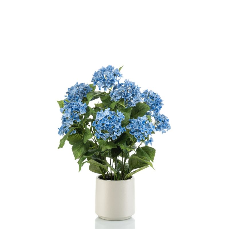 Hydrangea blue in pot 68cm