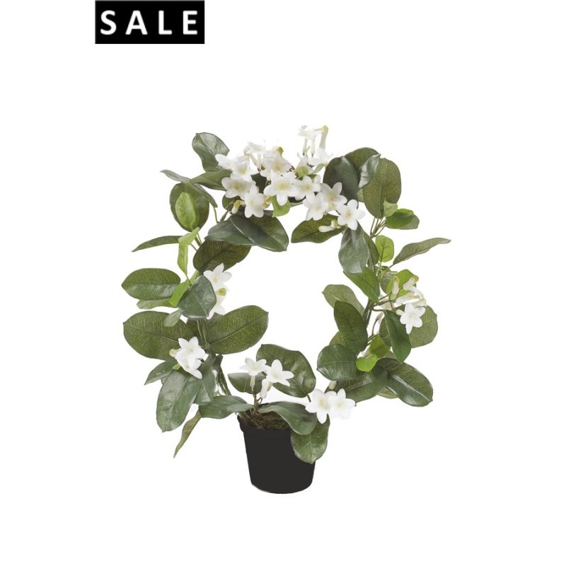Stephanotis ring 40cm white in plastic pot 10cm