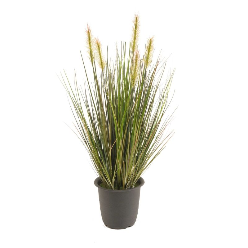 Grass in pot  45cm