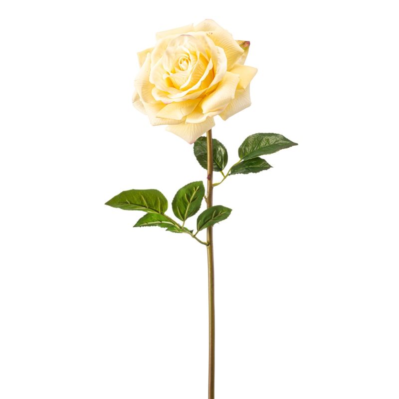 Rose chloe RT spray lt yellow 68cm