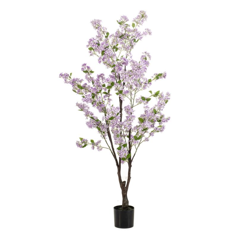 Jasmin tree lt purple in pot 160cm