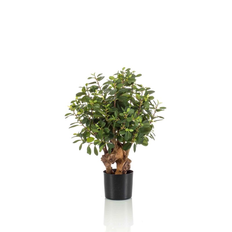 Ficus panda botanica tree 70cm