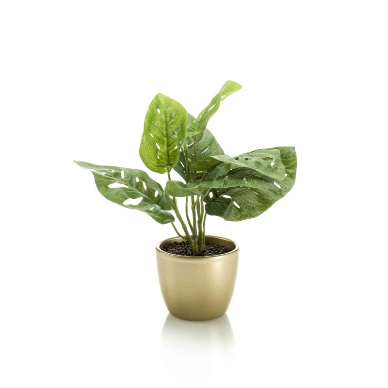 Monstera monkey bush green 30cm in pearlgold pot