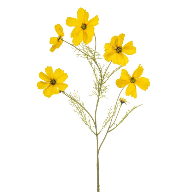 Cosmos spray yellow 75cm
