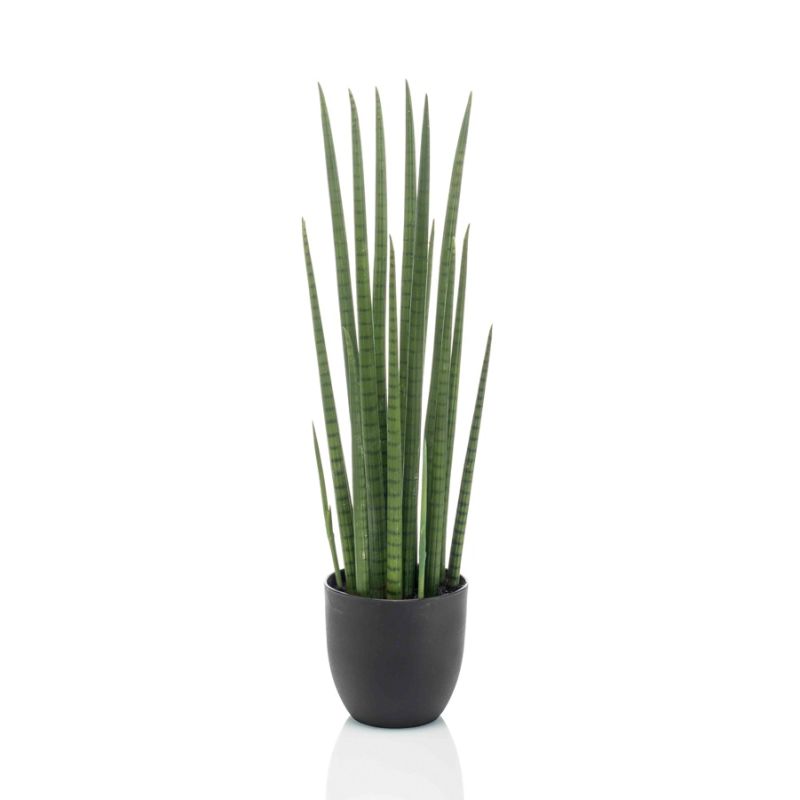 Sansevieria cylindrica 70cm