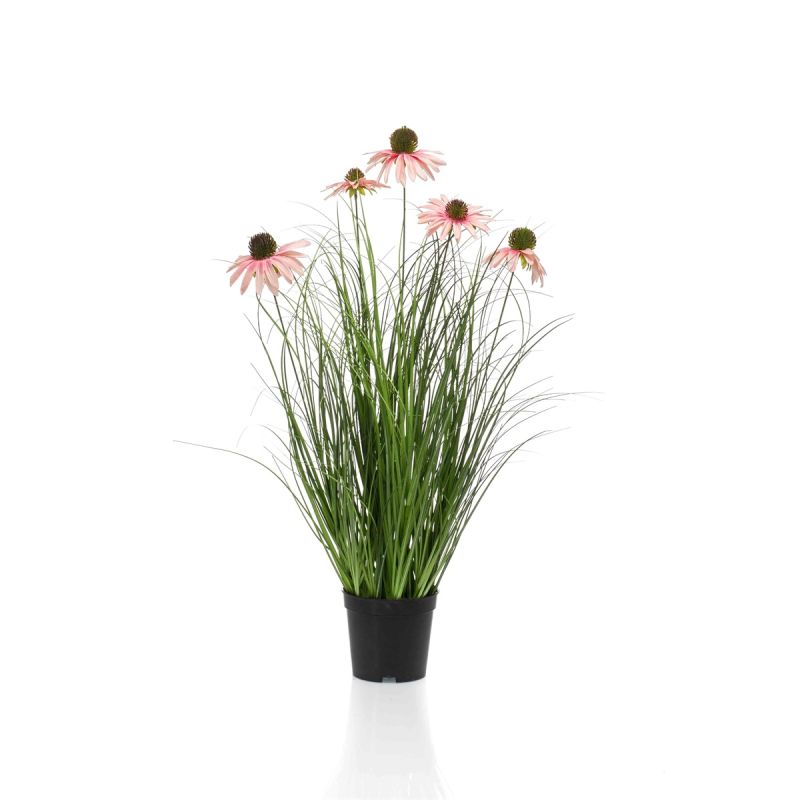 Rudbeckia grass pink in pot 60cm