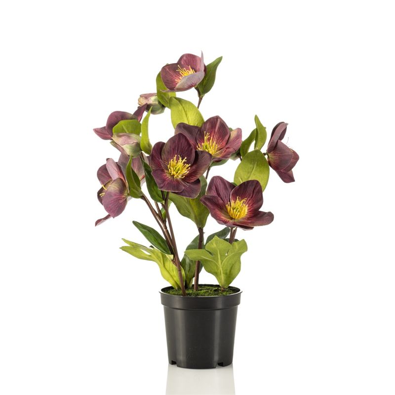 Helleborus bush plum in pot 33cm