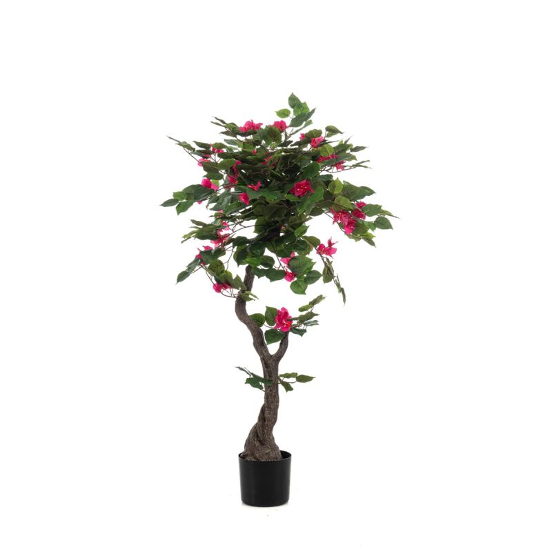 Bougainvillea liana fuchsia in pot 120cm