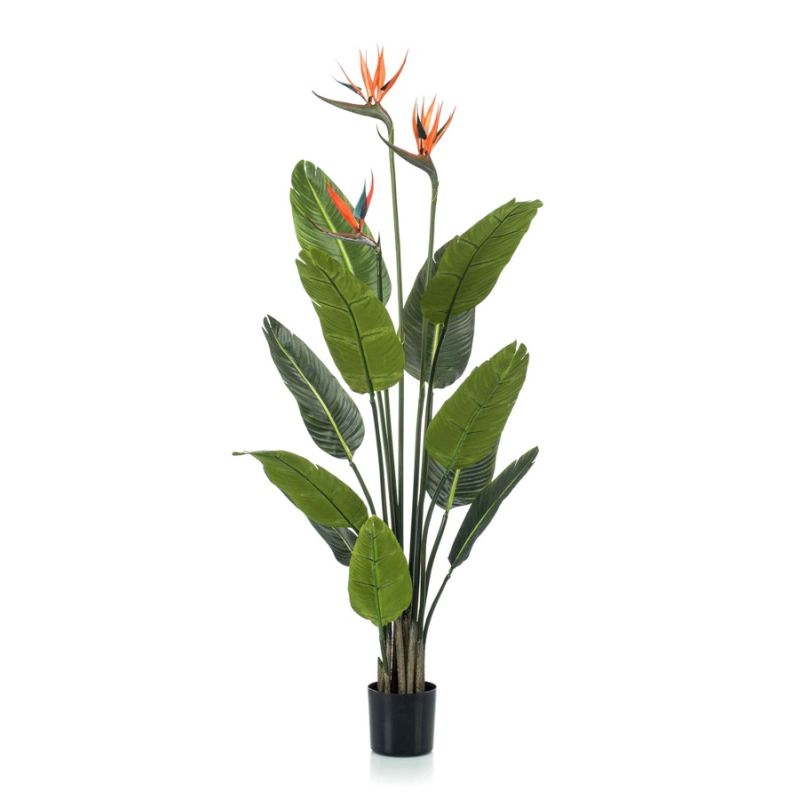 Strelitzia plant w3 flowers 120cm