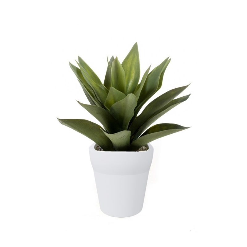 Agave bush grey 30cm in white pot