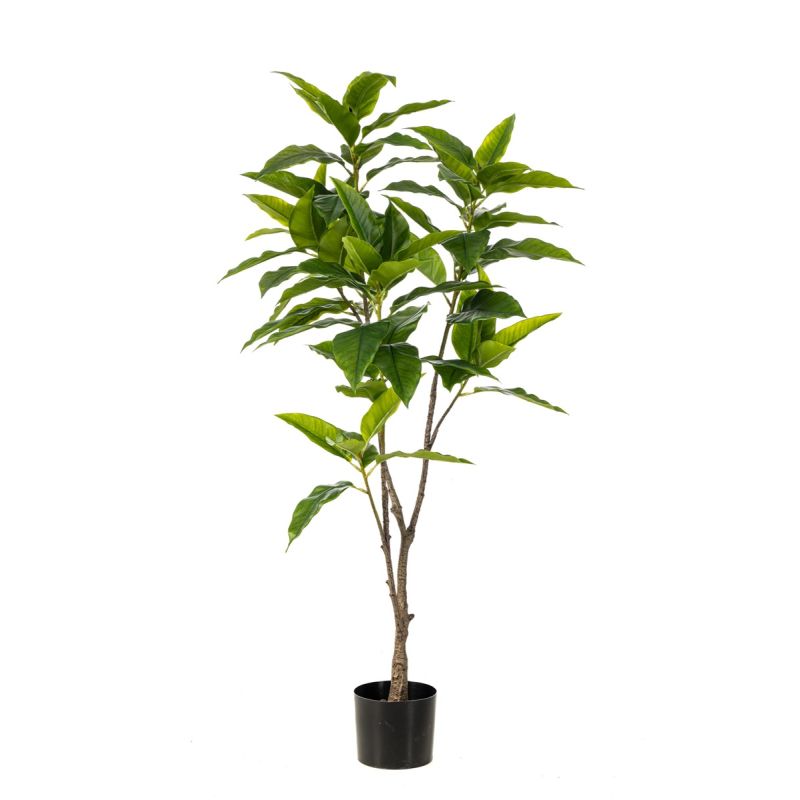 Ficus longifolia tree 140cm