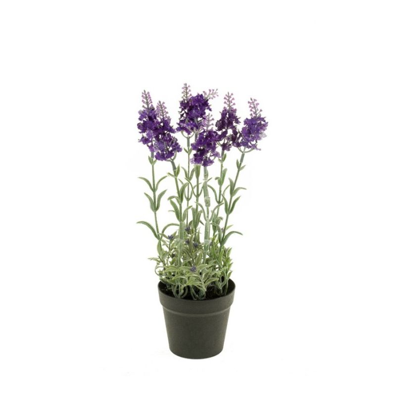 Lavender bush dk blue in pot 28cm