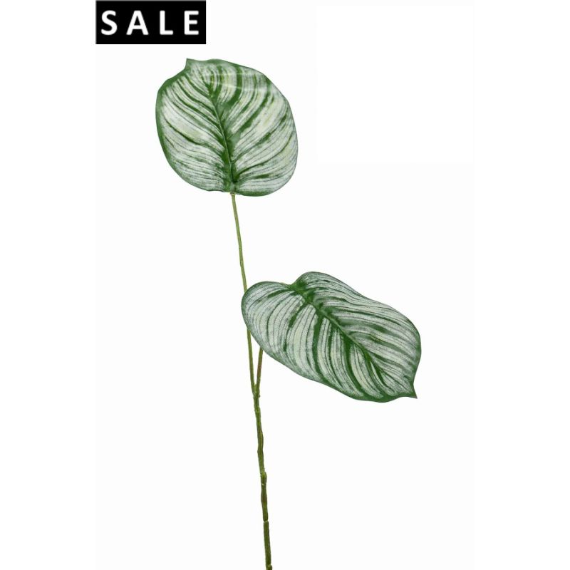 Calathea leaf x2 50cm