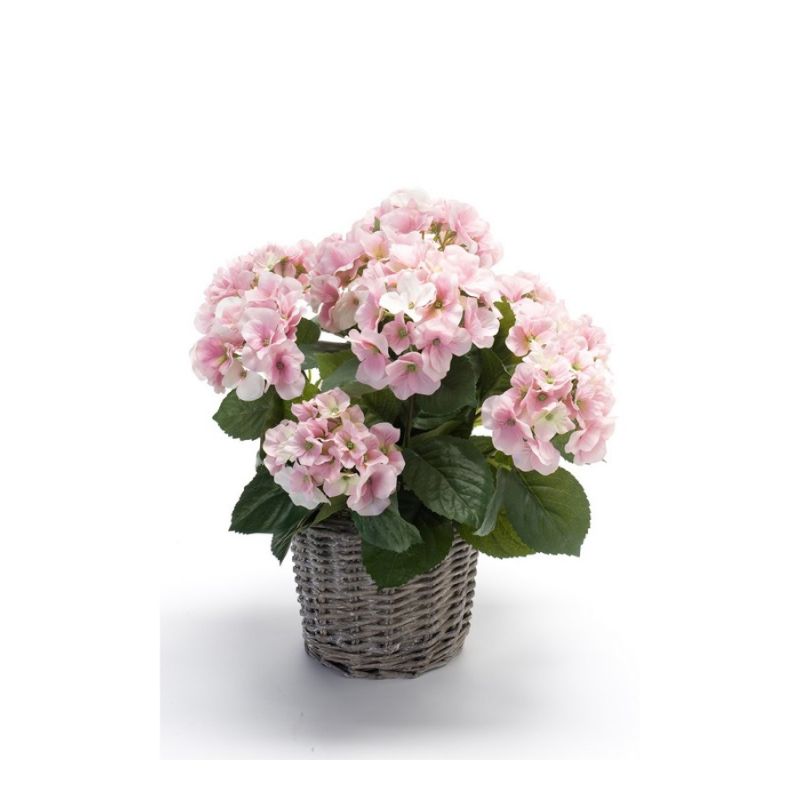 Hydrangea bush pink 45cm in basket