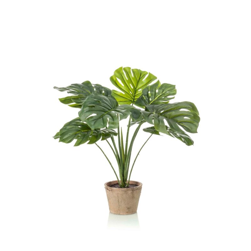 Monstera bush 75cm in tc pot aged