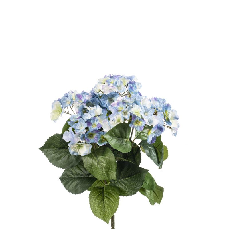 Hydrangea bush x5 40cm blue
