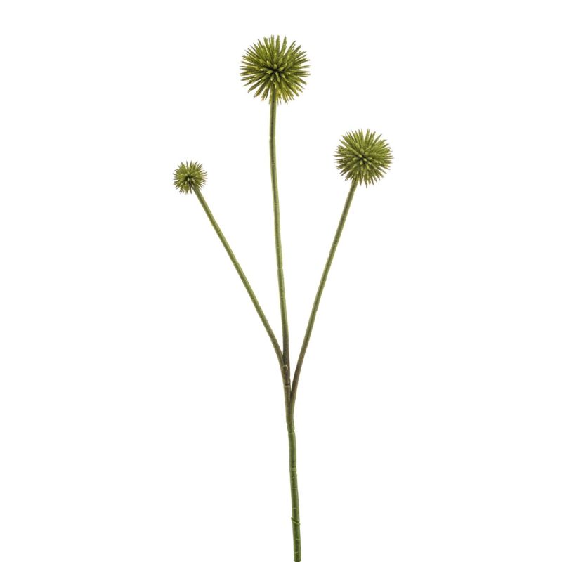 Echinops spray green 70cm