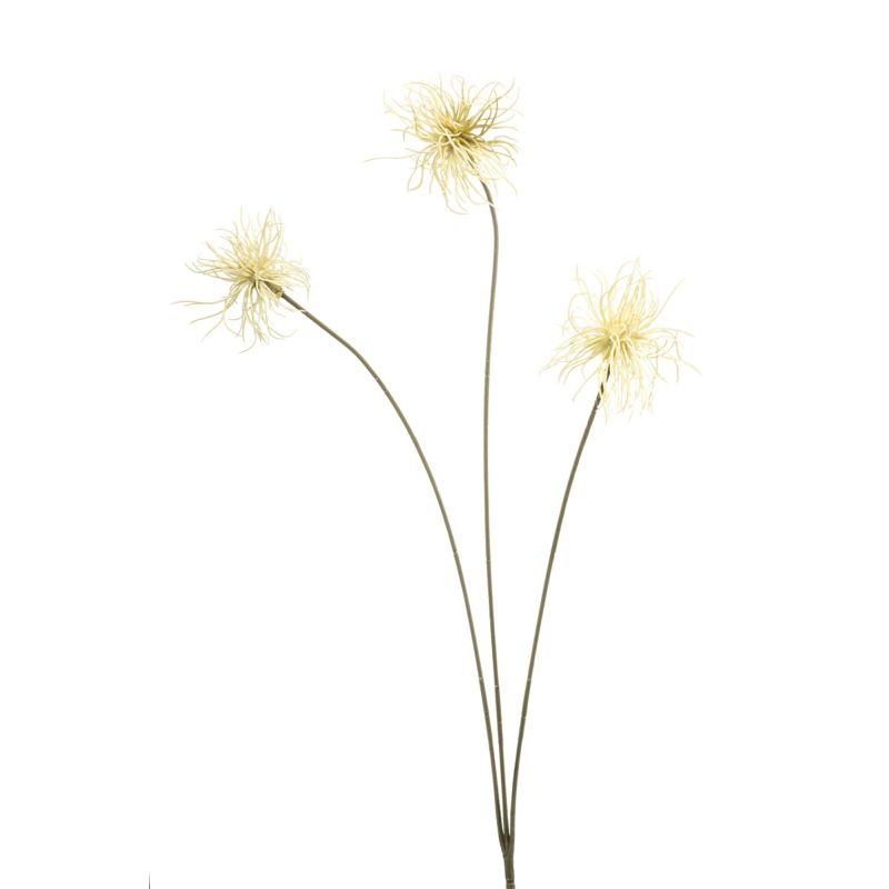 Xanthium spray cream 62cm