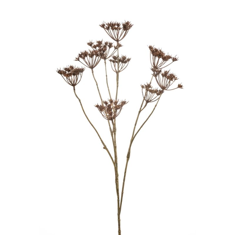 Heracleum mini spray brown 75cm