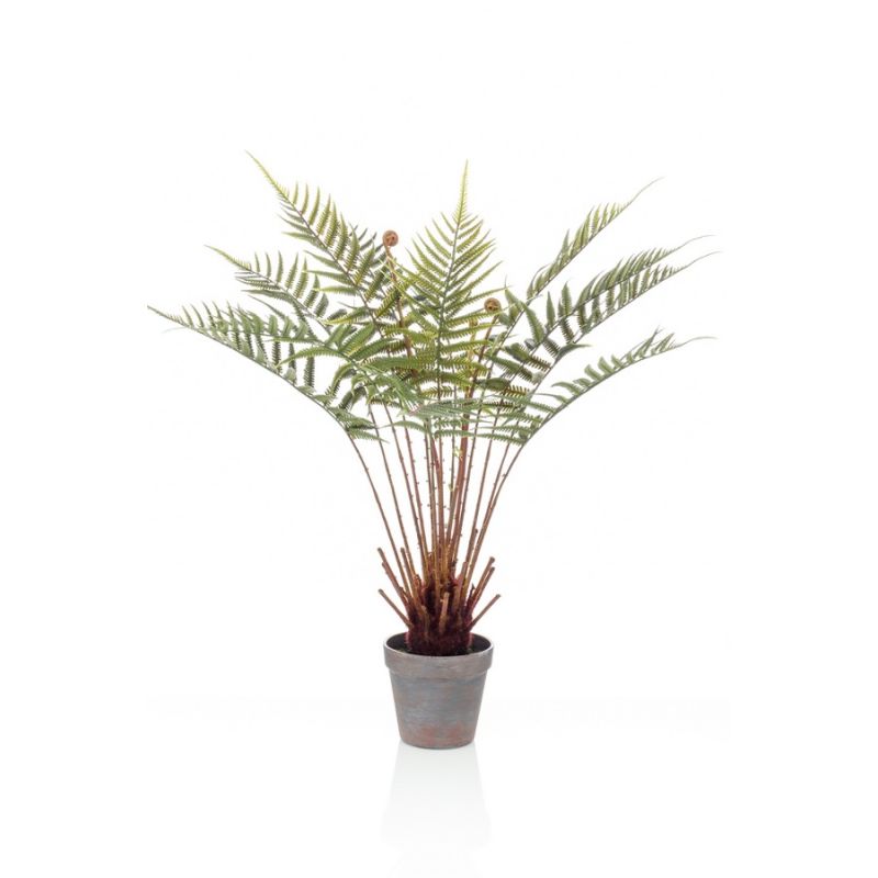 Fern dicksonia 60cm