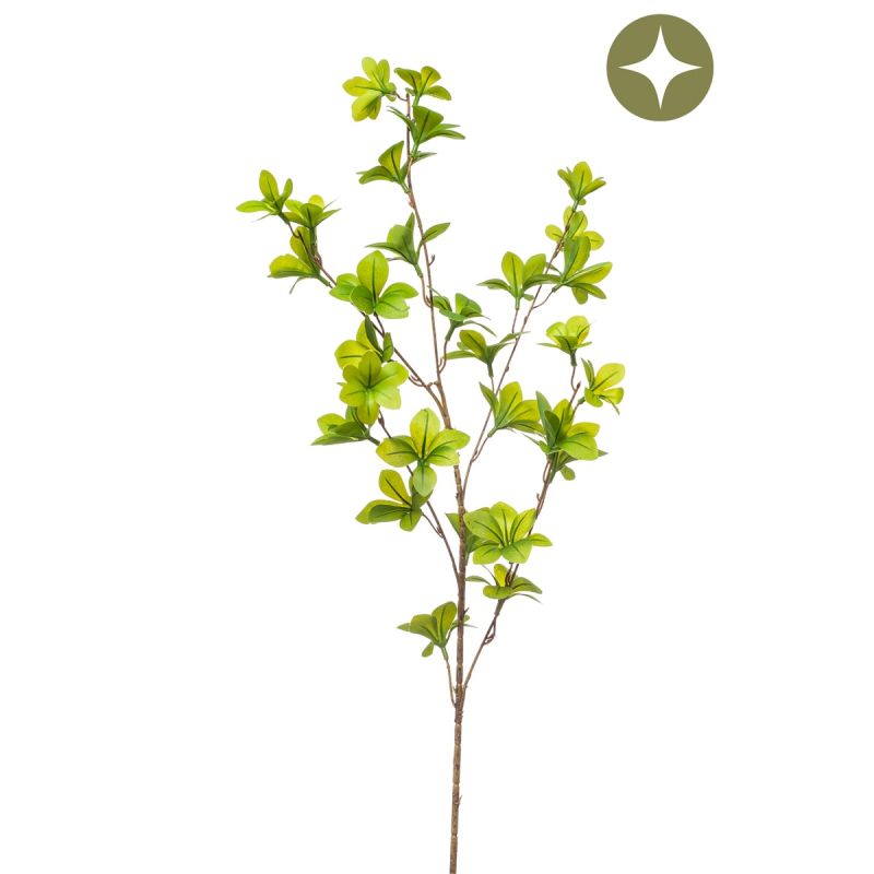 Tropaeolum spray green 90cm