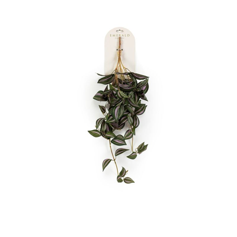 Tradescantia hanging bush green/purple 65cm