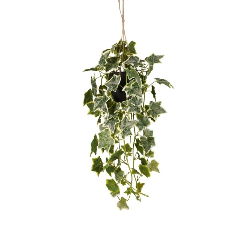 Ivy hanging bush green/white in pot 70cm