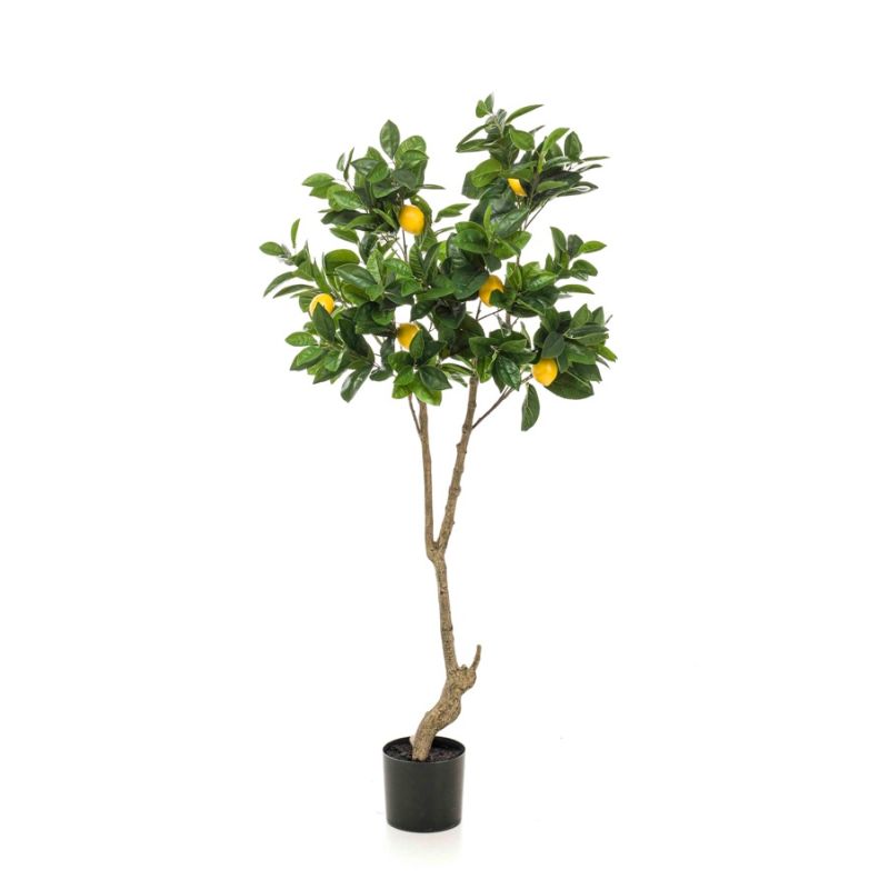 Lemon tree 150cm